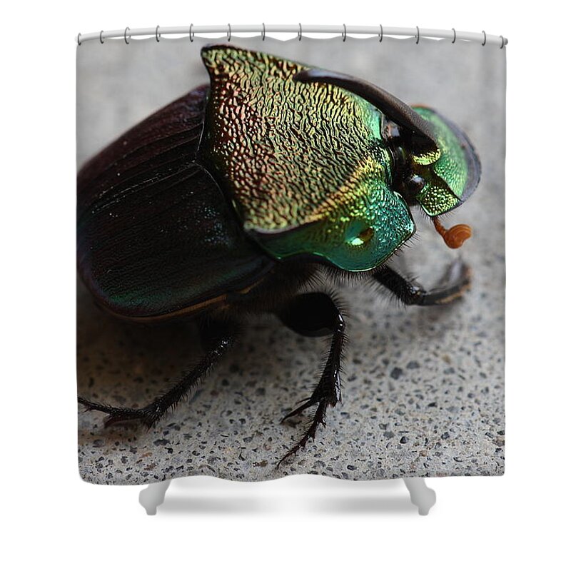 Rainbow Scarab Shower Curtain featuring the photograph Rainbow Scarab Phanaeus vindex A Dung Beetle by Daniel Reed