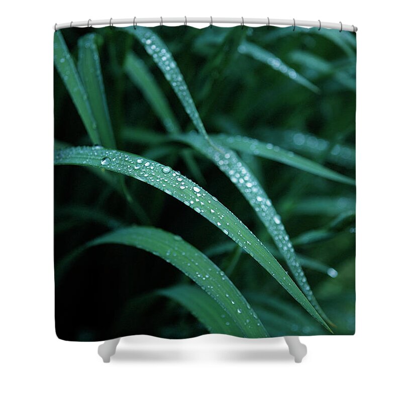 Tranquility Shower Curtain featuring the photograph Raindrop by Seiji Nakai