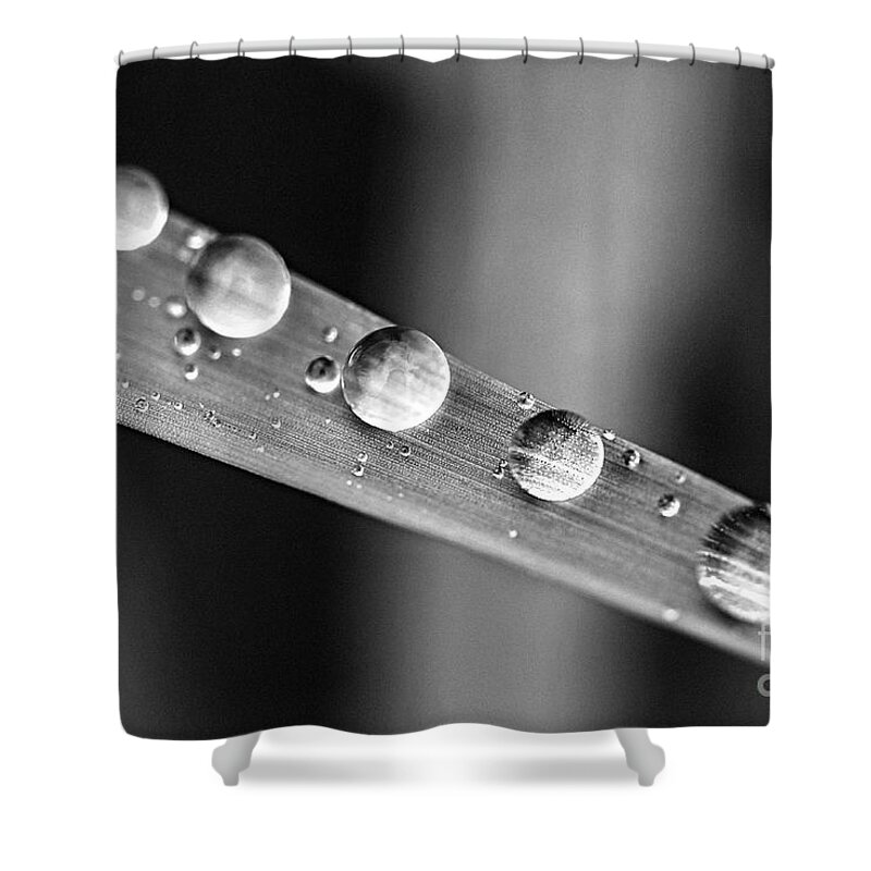 Grass Shower Curtain featuring the photograph Raindrops on grass blade 1 by Elena Elisseeva
