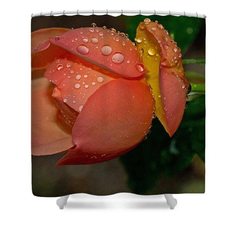 Rose Shower Curtain featuring the photograph Raindrops on Roses by Farol Tomson