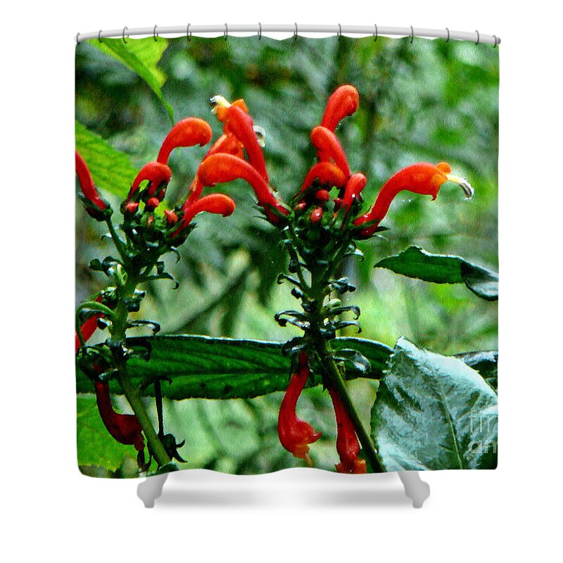 Rainforest Shower Curtain featuring the photograph Rainforest Flower 1 by Chris Sotiriadis
