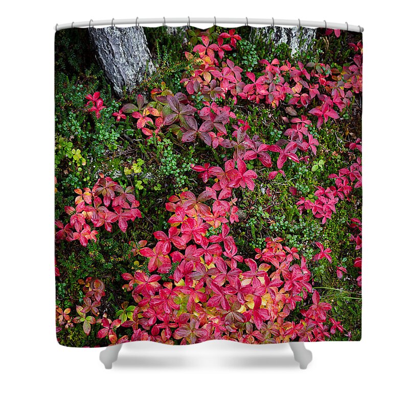 Scenic Shower Curtain featuring the photograph Rainy Autumn Forest by Tim Newton