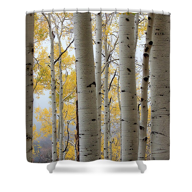 Autumn Colors Shower Curtain featuring the photograph Rainy Day Aspen by Jim Garrison