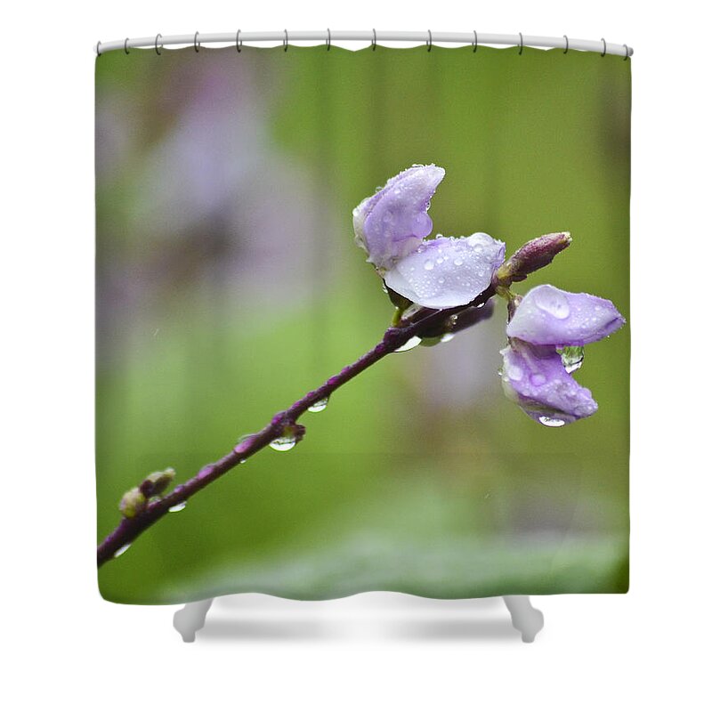 Rain Drops Shower Curtain featuring the photograph Rainy Morning 1 by Allen Sheffield
