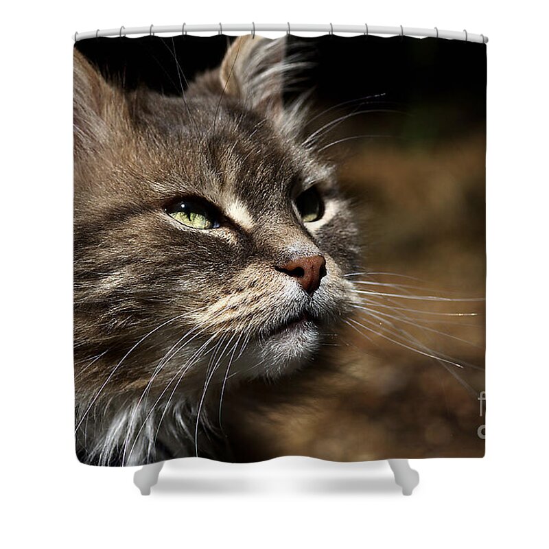 Cat Shower Curtain featuring the photograph Ralph by Joy Watson