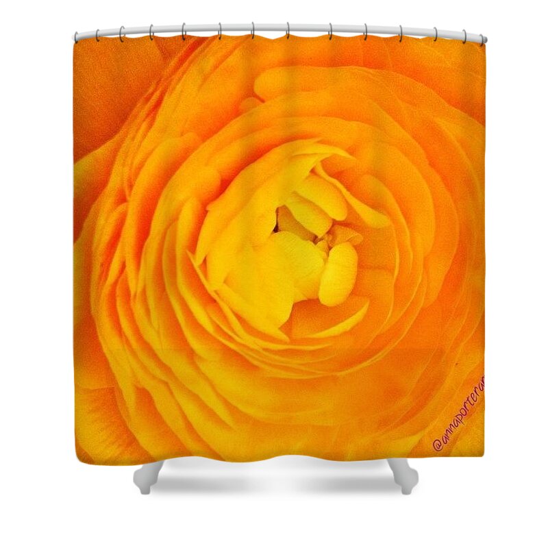Instanaturelover Shower Curtain featuring the photograph Ranunculus Revisited #annasgardens by Anna Porter