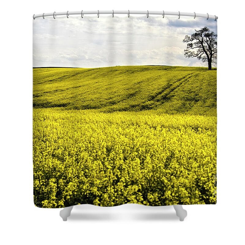 Heiko Shower Curtain featuring the photograph Rape landscape with lonely tree by Heiko Koehrer-Wagner