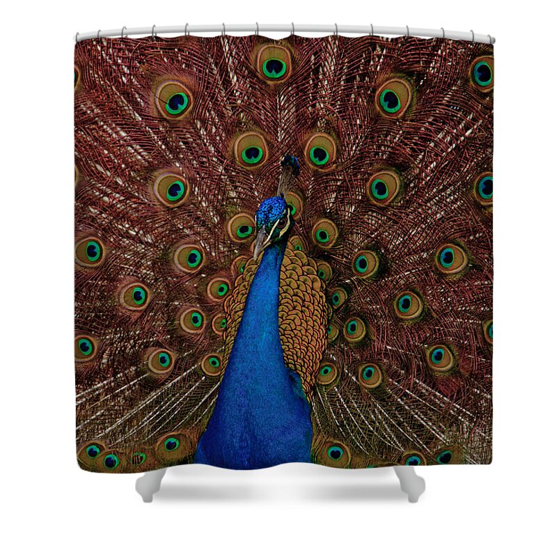 Peacock Shower Curtain featuring the photograph Rare pink tail peacock by Eti Reid
