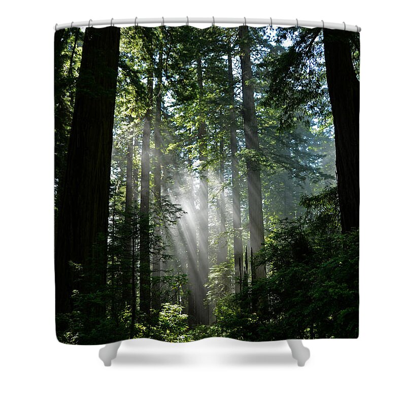 Sunlight Shower Curtain featuring the photograph Rays in Redwoods by Cassie Marie Photography