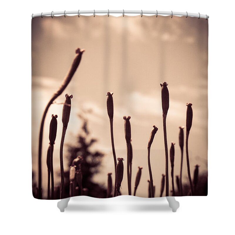 Buds Shower Curtain featuring the photograph Flowers Reaching for the Sky by Brian Caldwell