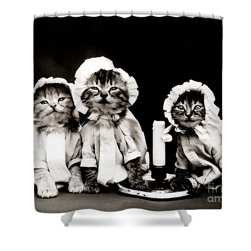 Animal Portrait Shower Curtain featuring the photograph Ready For Bed 1914 by Science Source