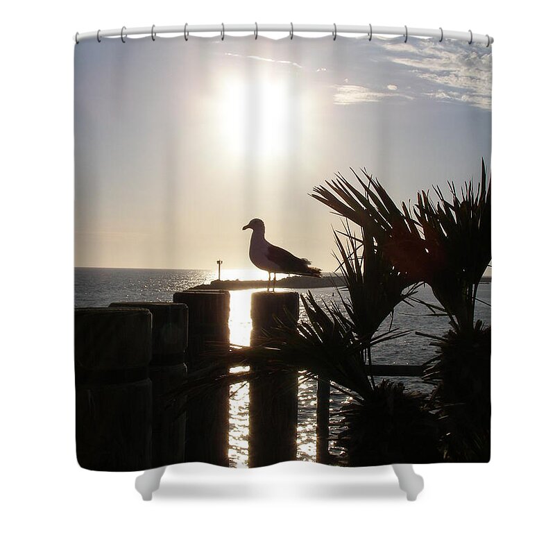 Seagull Shower Curtain featuring the photograph Ready for Sunset by Bev Conover
