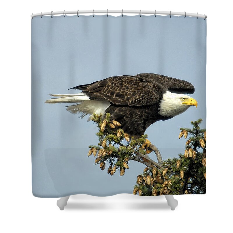 Bald Eagle Shower Curtain featuring the photograph Ready for Takeoff by Claudia Kuhn