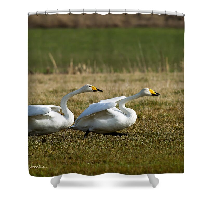 Ready Shower Curtain featuring the photograph Ready stead go by Torbjorn Swenelius