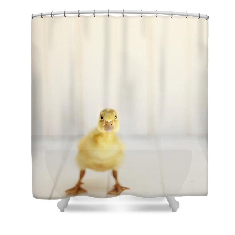 Duckling Shower Curtain featuring the photograph Ready to Rumble by Amy Tyler