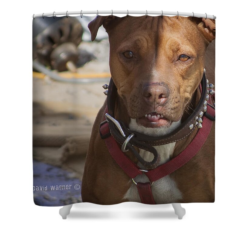 American Pit Bull Terrier Shower Curtain featuring the photograph Rebuild by David Wagner