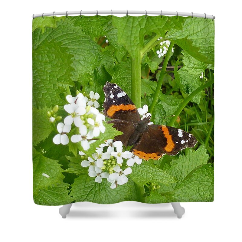 Insect Shower Curtain featuring the photograph Red Admiral Butterfly by Lingfai Leung