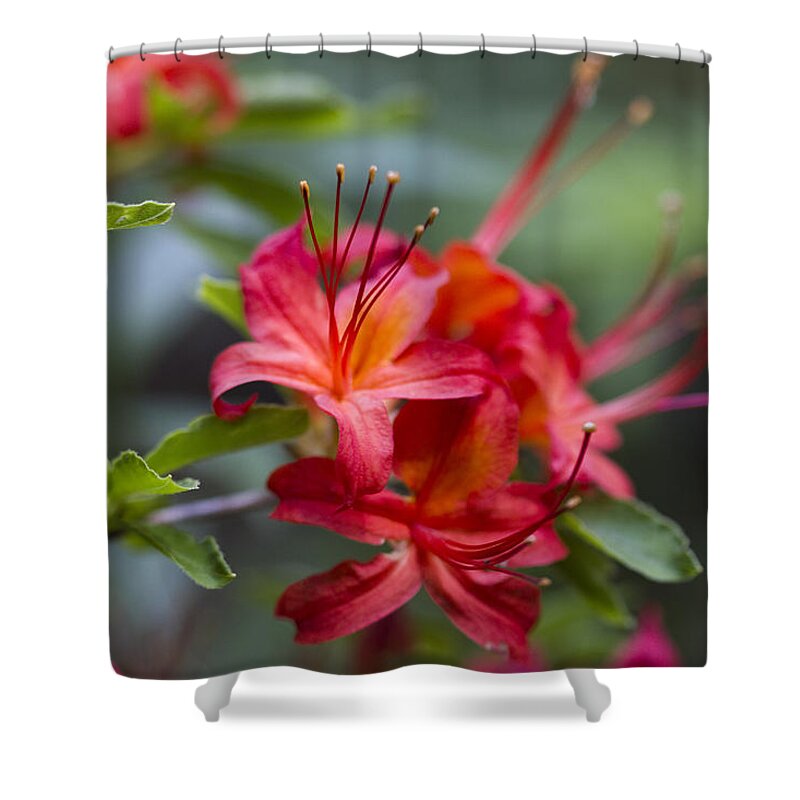 Red Shower Curtain featuring the photograph Red Alabama Azaleas by Kathy Clark