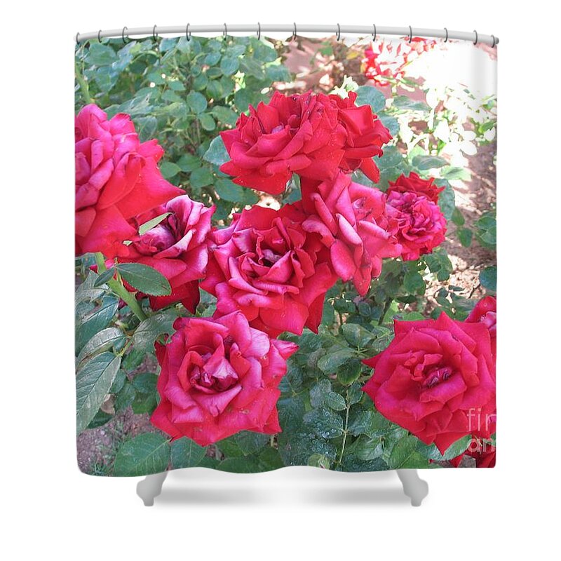 Reds Shower Curtain featuring the photograph Red and Pink Roses by Chrisann Ellis