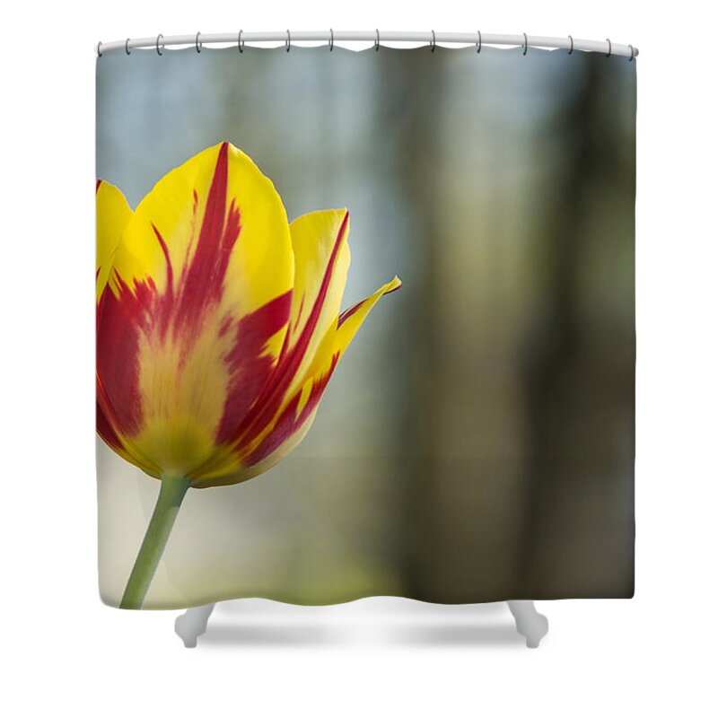 Tulip Shower Curtain featuring the photograph Red and Yellow Tulip on Blurred Background by Photographic Arts And Design Studio