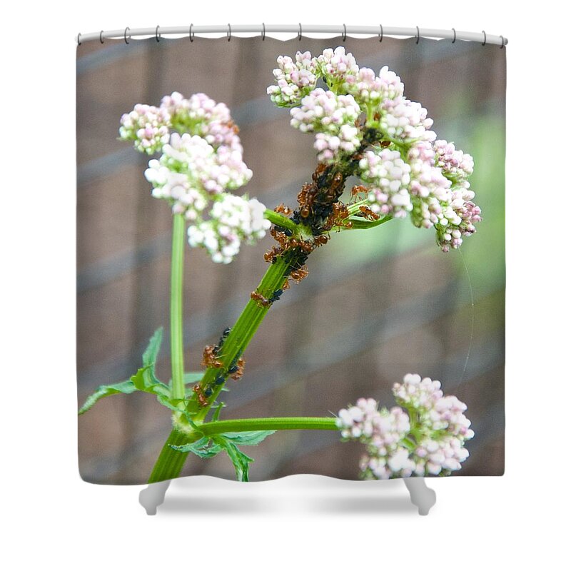 Insects Shower Curtain featuring the photograph Red Ants and Valerian officinalis by Kristin Hatt