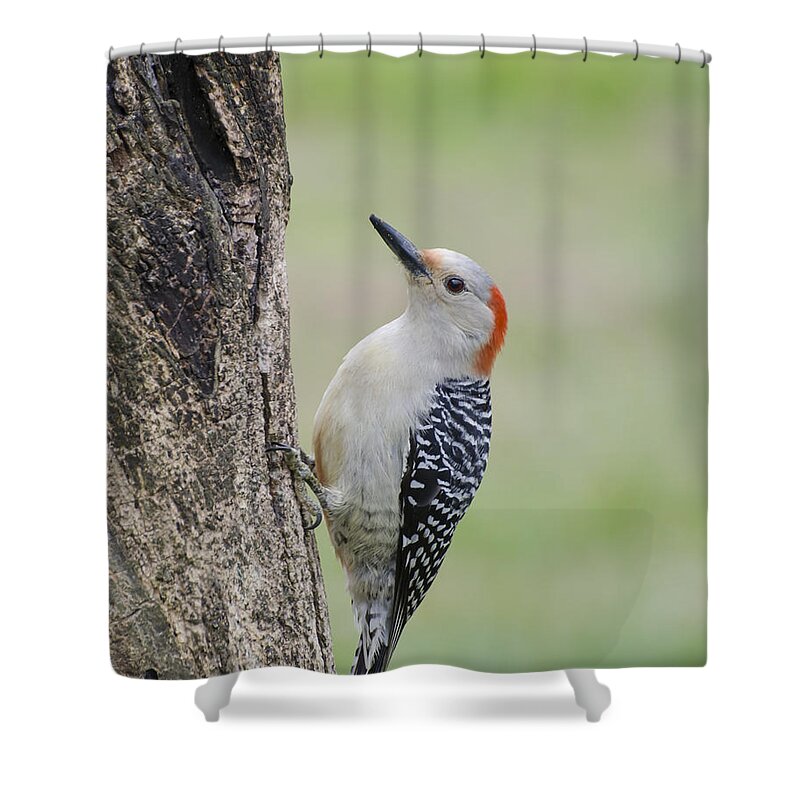 Woodpecker Shower Curtain featuring the photograph Red Bellied Woodpecker by Heather Applegate