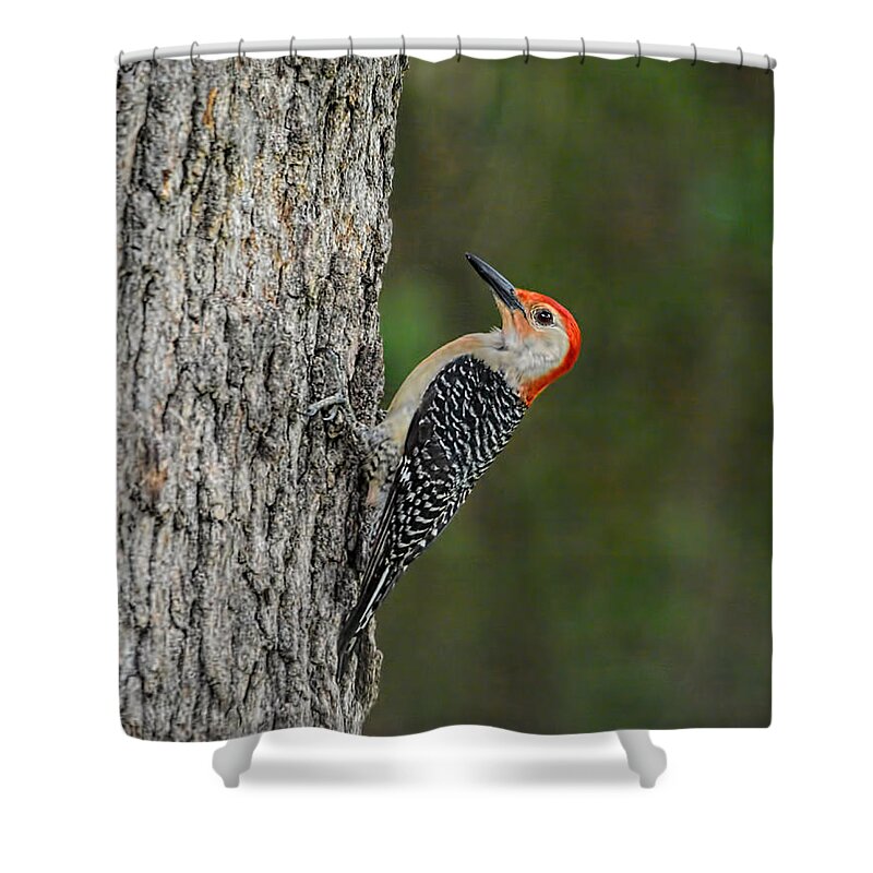 Red-bellied Woodpecker Shower Curtain featuring the photograph Red Bellied Woodpecker by Jai Johnson