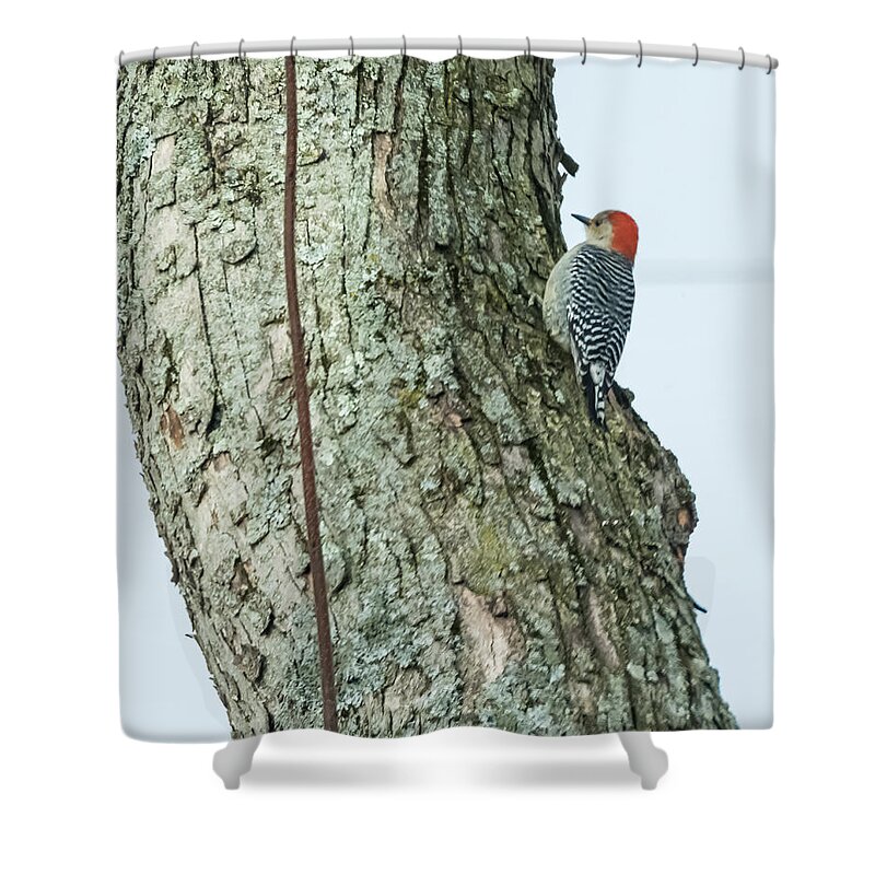 Red Shower Curtain featuring the photograph Red-Bellied Woodpecker by Holden The Moment