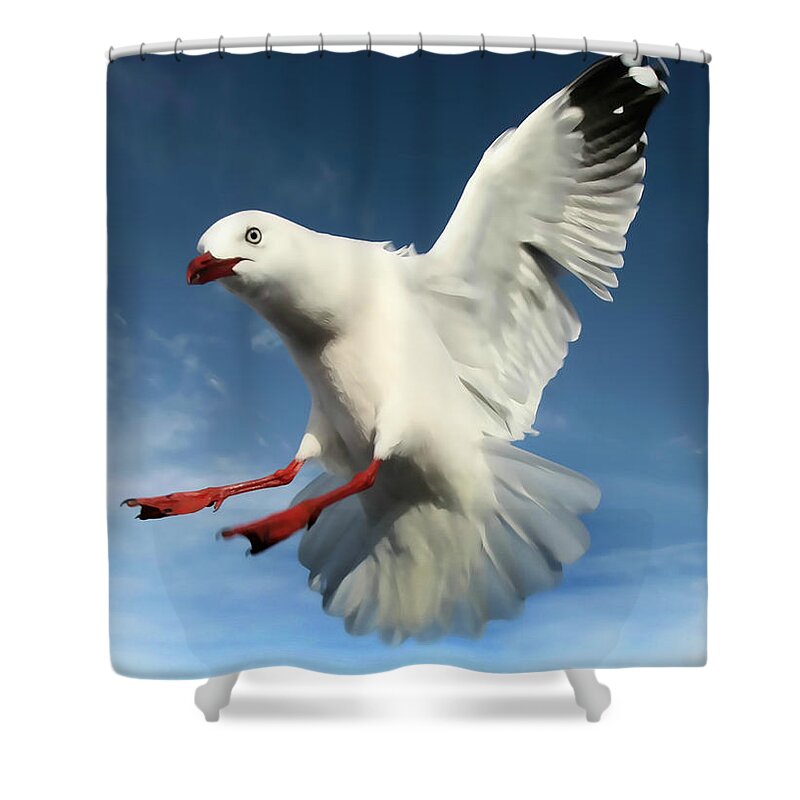 Amanda Stadther Shower Curtain featuring the photograph Red Billed Seagull by Amanda Stadther