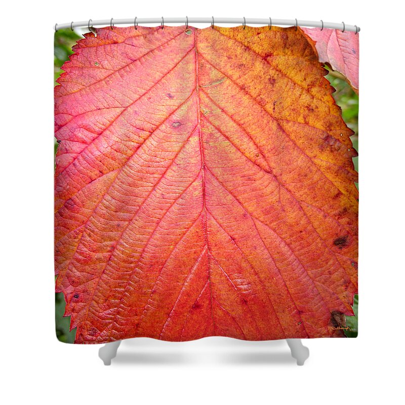 Duane Mccullough Shower Curtain featuring the photograph Red Blackberry Leaf by Duane McCullough