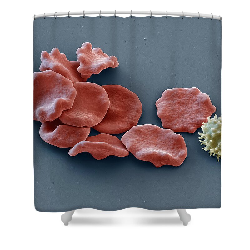 Blood Shower Curtain featuring the photograph Red Blood Cells And Lymphocyte, Sem by Eye of Science