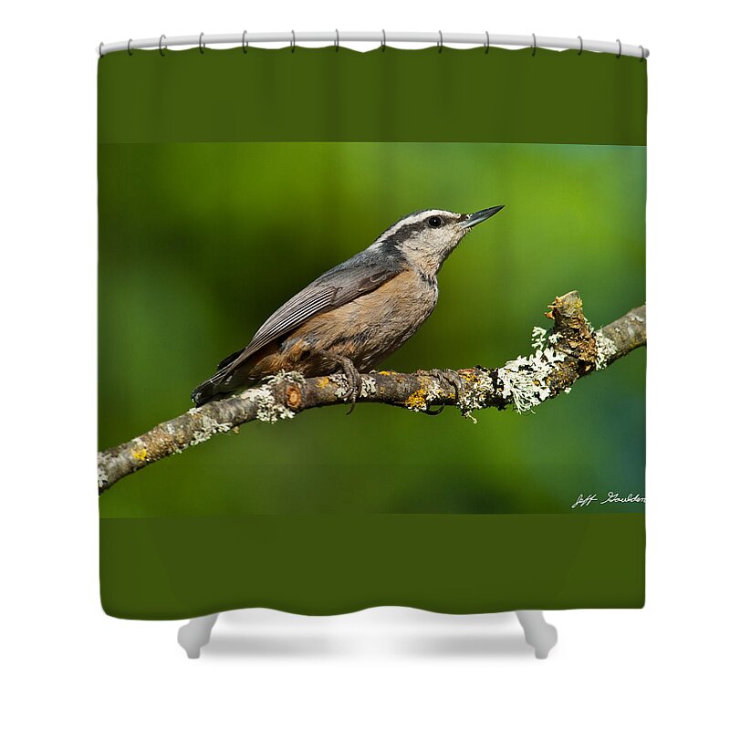 Animal Shower Curtain featuring the photograph Red Breasted Nuthatch in a Tree by Jeff Goulden