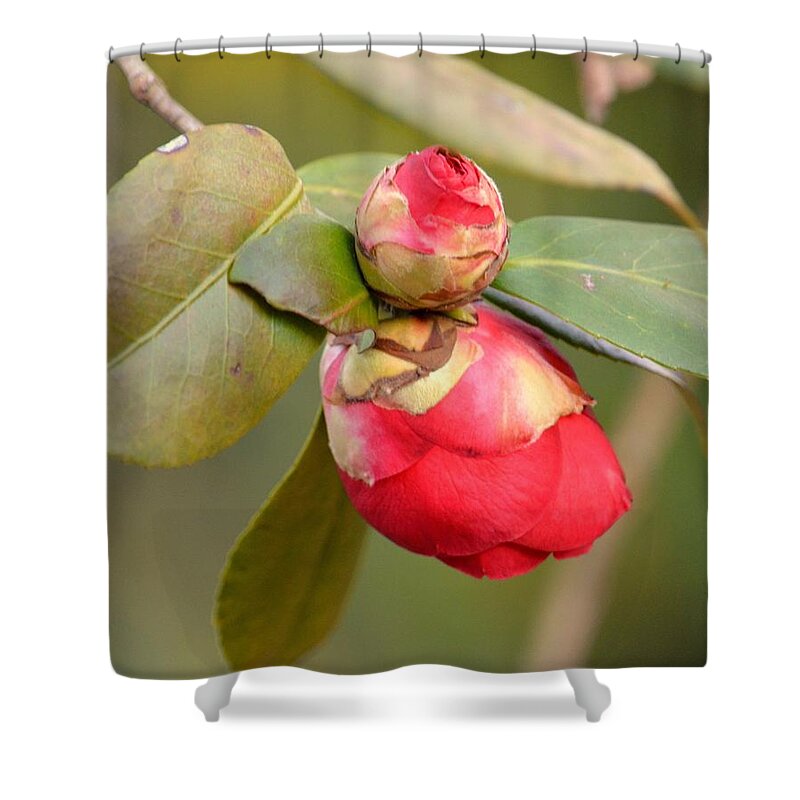 Red Camelia Buds Shower Curtain featuring the photograph Red Camelia Buds by Maria Urso