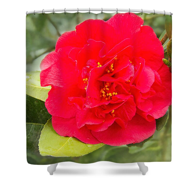 (camellia Sasanqua) Shower Curtain featuring the photograph Red Camellia Bokeh by Jemmy Archer