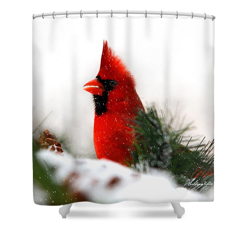 Cardinal Shower Curtain featuring the photograph Red Cardinal by Christina Rollo