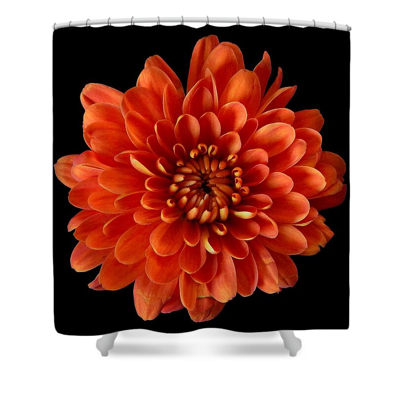 Chrysanthemum Shower Curtain featuring the photograph Red Chrysanthemum Still Life Flower Art Poster by Lily Malor