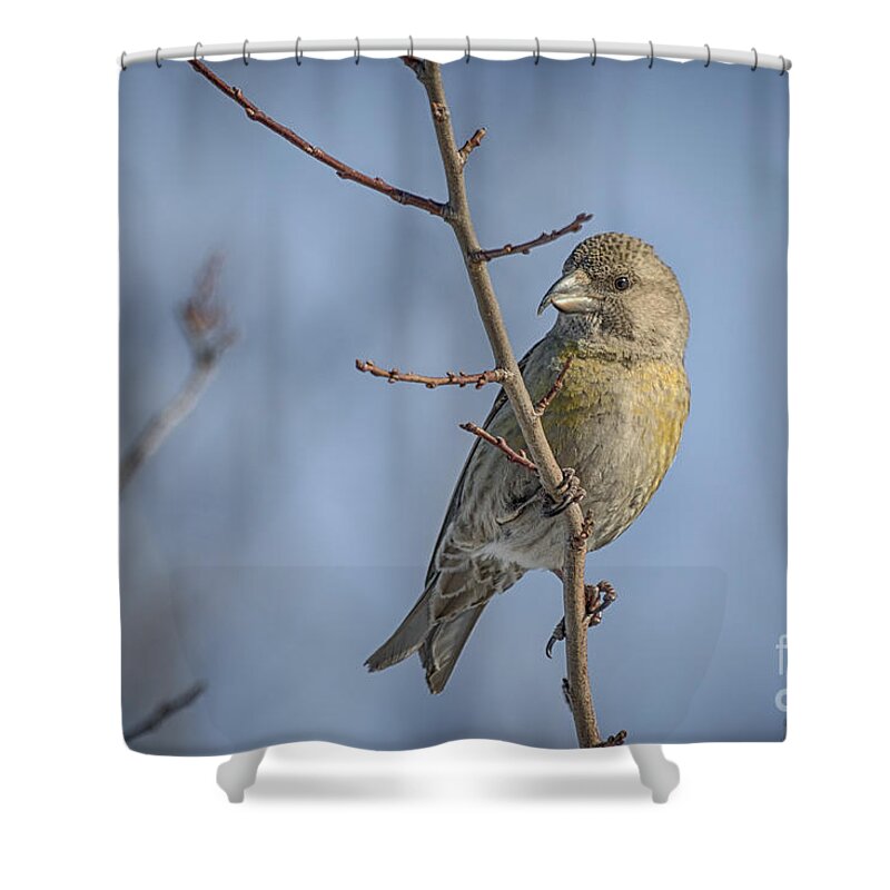Bec-croisé Des Sapins Shower Curtain featuring the photograph Red Crossbill female by Jivko Nakev