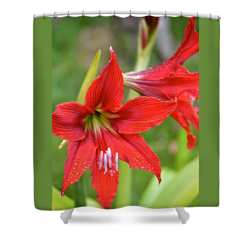 Red Day Lily Shower Curtain featuring the photograph Red Daylily after the rain by Lehua Pekelo-Stearns
