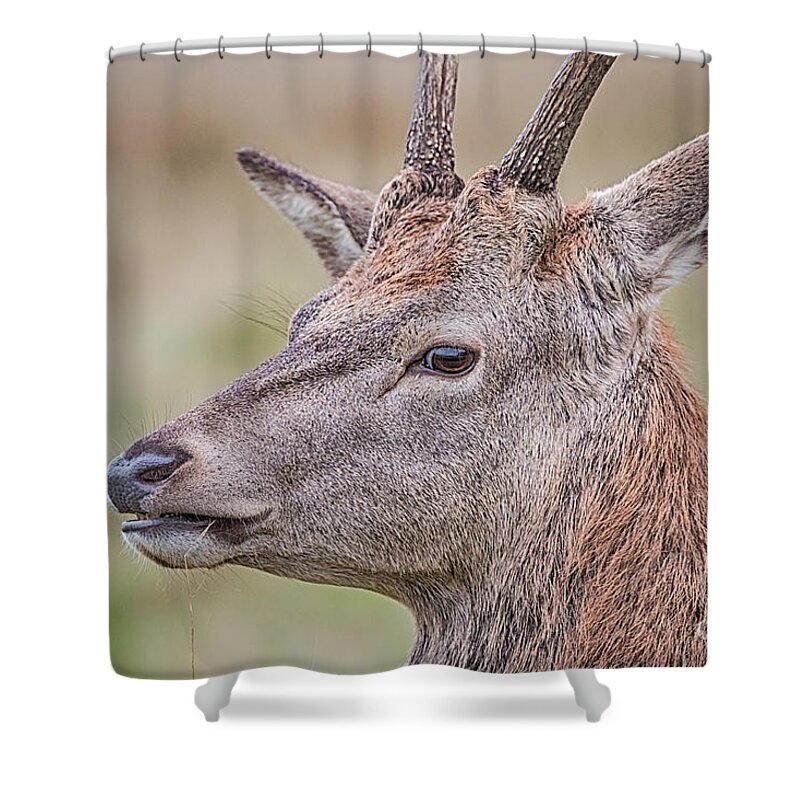 Cervidae Shower Curtain featuring the photograph Red Deer Portrait by Jivko Nakev
