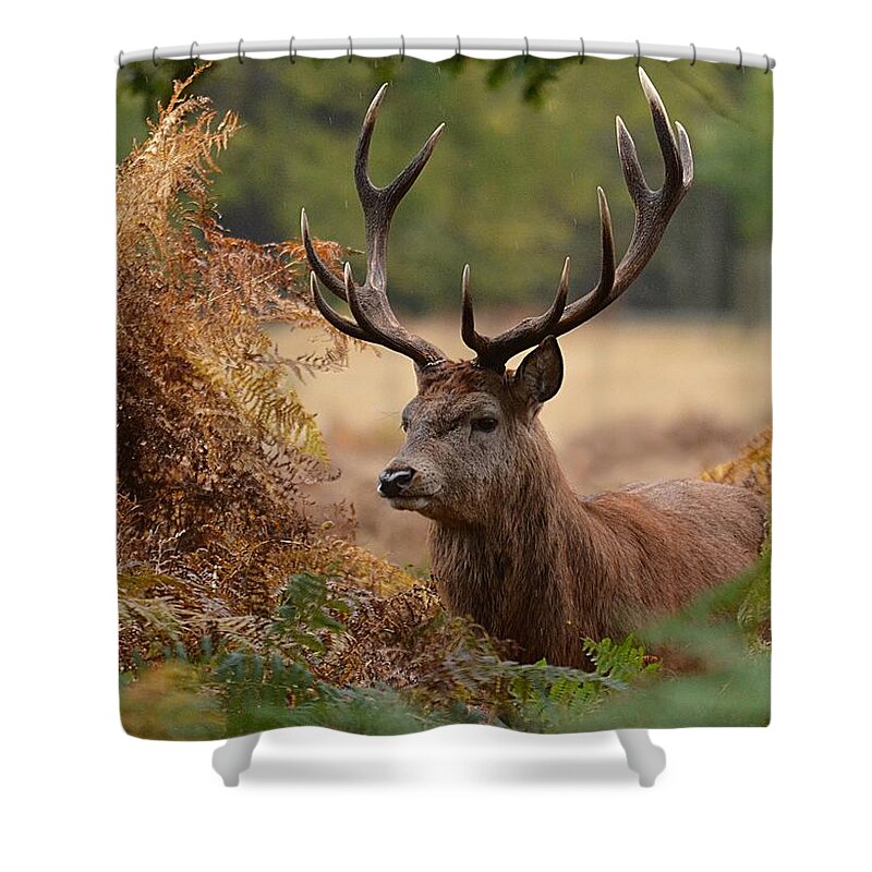 Animal Themes Shower Curtain featuring the photograph Red Deer Stag In Richmond Park by Tanjadavis.com