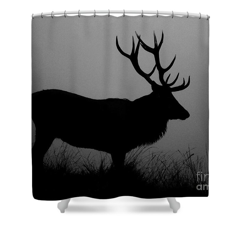 Deer Shower Curtain featuring the photograph Wildlife Red Deer Stag Silhouette by Linsey Williams