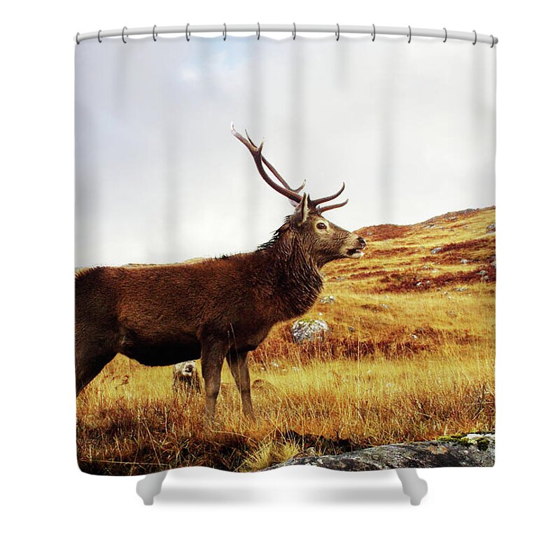 Scenics Shower Curtain featuring the photograph Red Deer, Stag by Urbancow