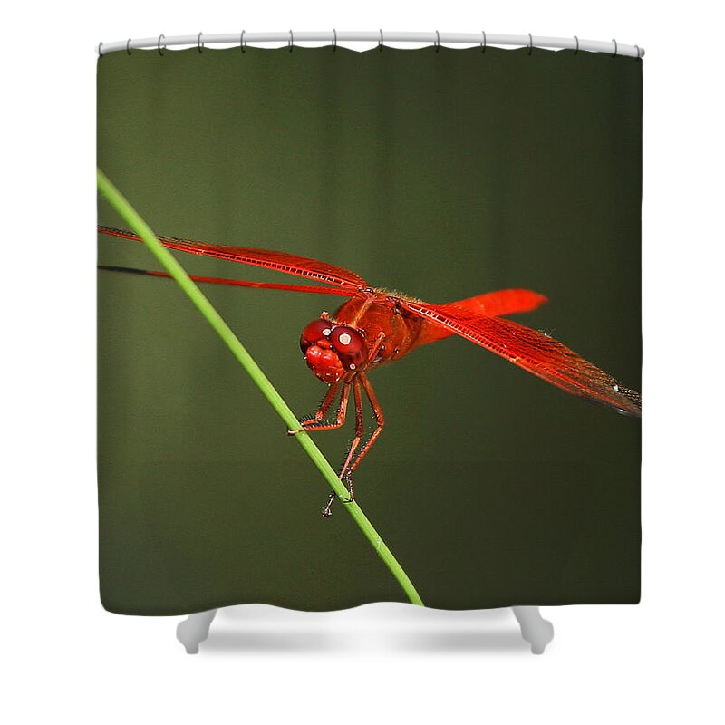 Insect Shower Curtain featuring the photograph Red Dragon At Rest by Robert Woodward