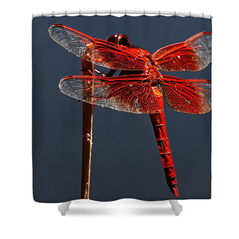 Dragonfly Shower Curtain featuring the photograph Red Dragon by Robert Woodward