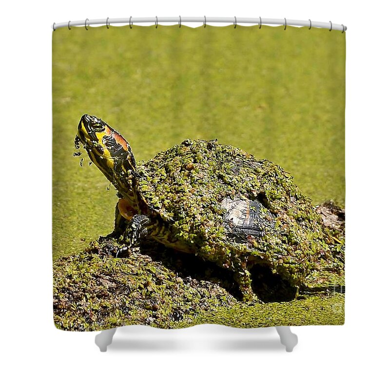 Turtle Shower Curtain featuring the photograph Red Eared Slider Turtle by Kathy Baccari