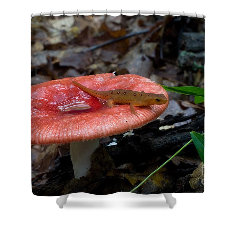 Fauna Shower Curtain featuring the photograph Red Eft On A Mushroom by Paul Whitten