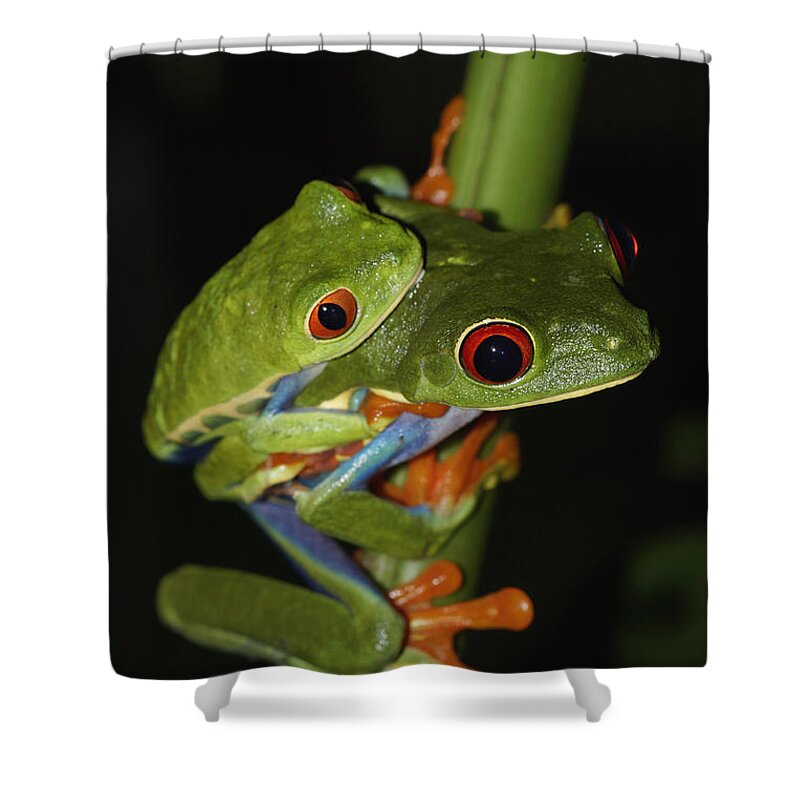 Feb0514 Shower Curtain featuring the photograph Red-eyed Tree Frogs Mating Costa Rica by Hiroya Minakuchi