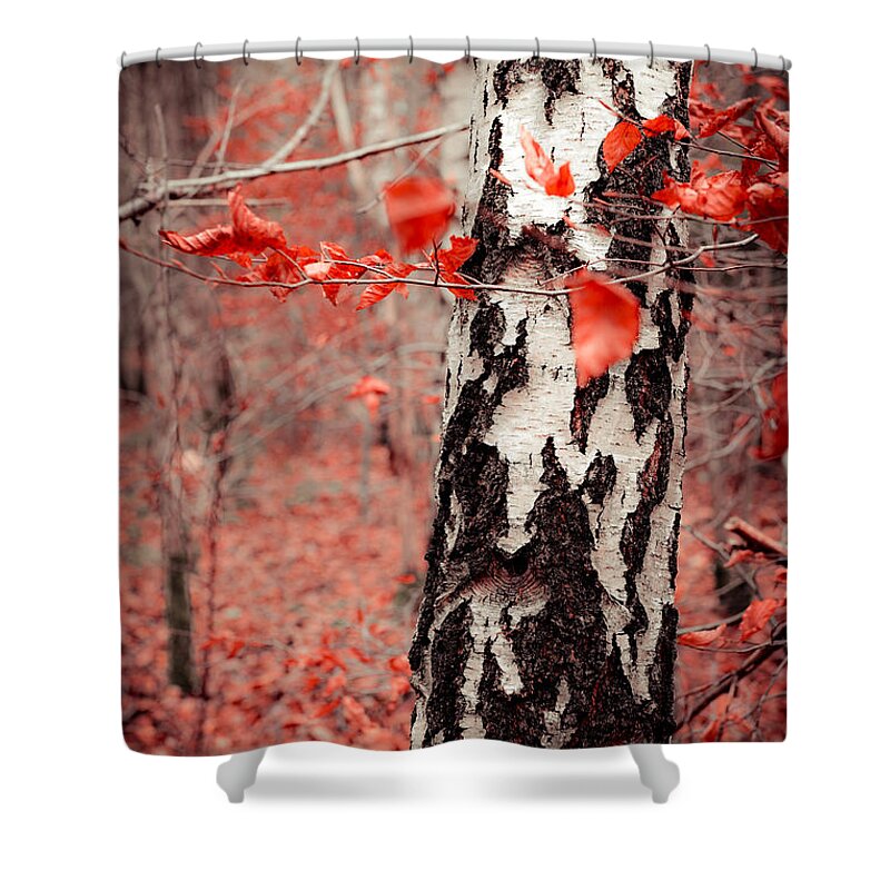 Autumn Shower Curtain featuring the photograph Red Forest by Hannes Cmarits