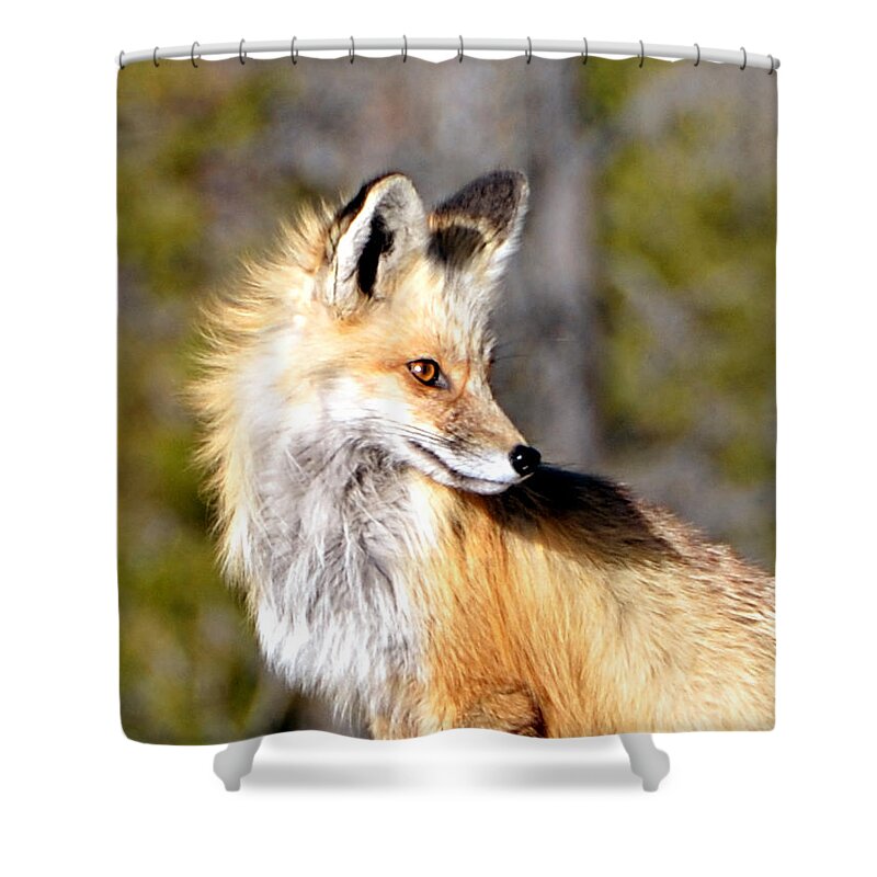 Red Shower Curtain featuring the photograph Red Fox Face by Tranquil Light Photography