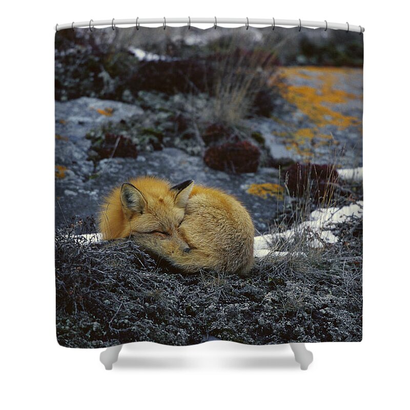 Feb0514 Shower Curtain featuring the photograph Red Fox Sleeping On Lichen Covered Rock by Konrad Wothe